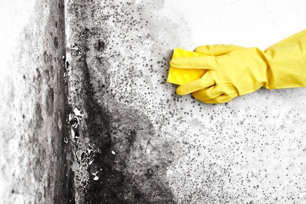 Best Fast Mold Removal  in Union, OH