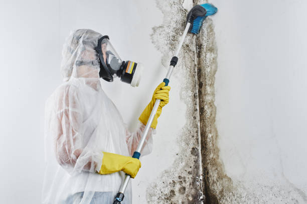 Best Mold Damage Repair  in Union, OH