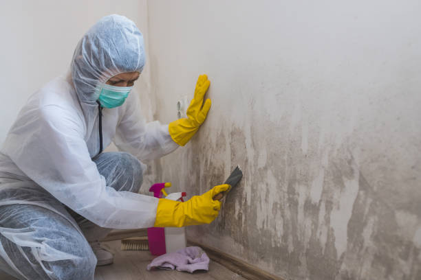 Best Mold Cleaning Services  in Union, OH