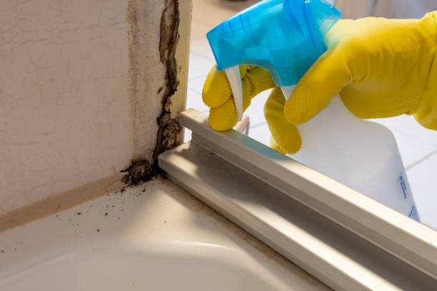 Best Professional Mold Removal  in Union, OH