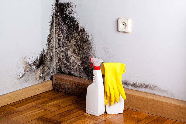 Best Residential Mold Removal  in Union, OH