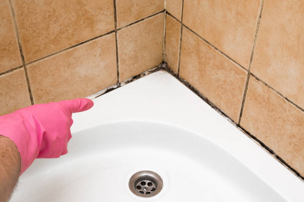 Best Office Mold Removal Services  in Union, OH